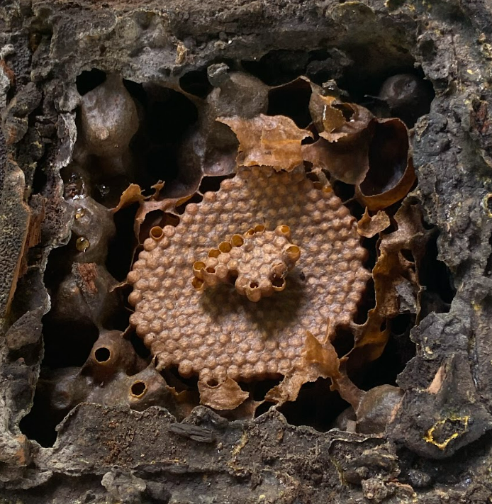 Nid d'abeille dans la communauté Terra Mirim