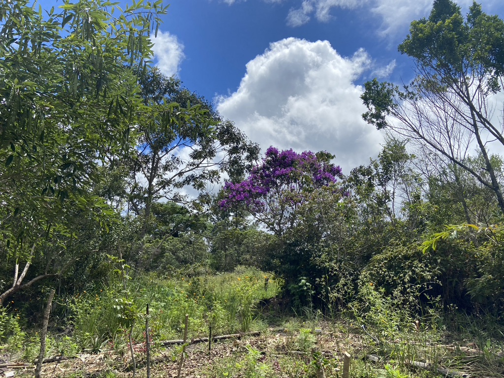 vue du jardin des herbes avec ciel bleu et nuages