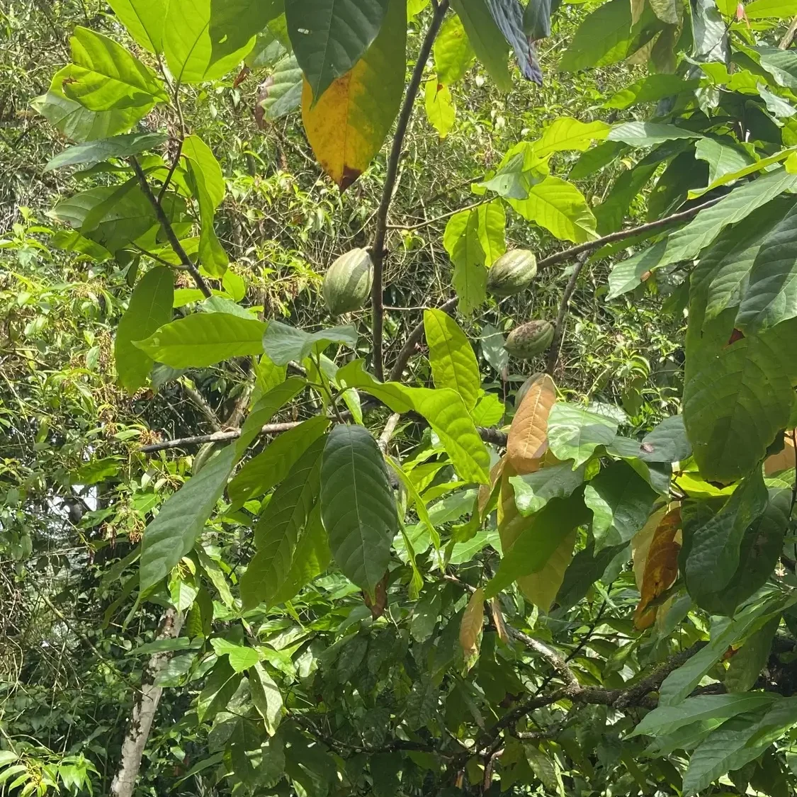 présence de cacaoyers dans l'éco lieu de Pedra so Sabia