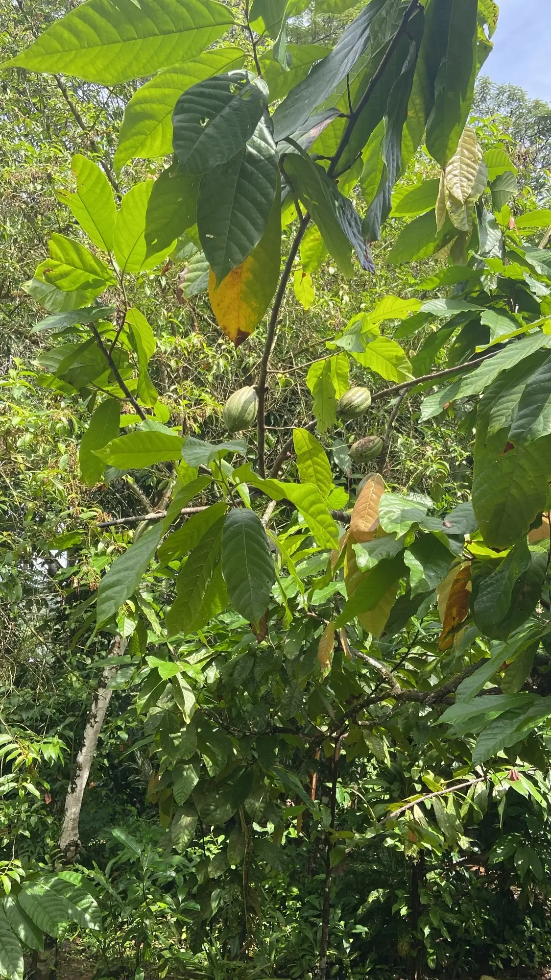 présence de cacaoyers dans l'éco lieu de Pedra so Sabia