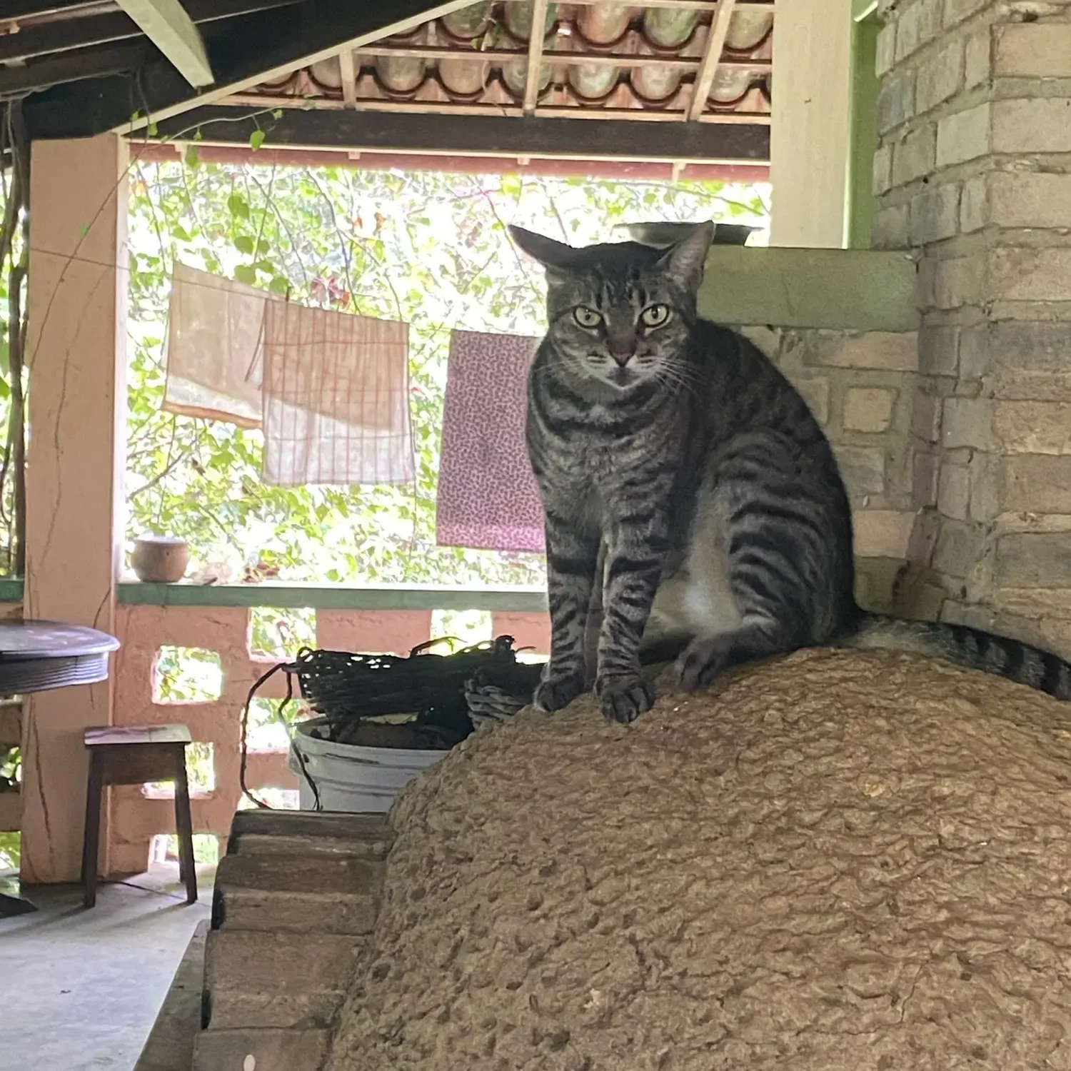 chat assis sur four à pizza dans éco lieu Pedra do Sabia